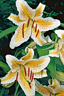 Лилия восточная Ауратум Голд Бенд, 12/14, 1 шт.