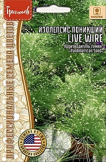 Изолепсис Live Wire (Живой провод), поникший, 3 шт. 