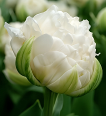 Тюльпан махровый бахромчатый Уайт Айс, 11/12, 1 шт.