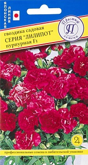 Гвоздика Лилипот Пурпурная, 5 шт. Японская линия