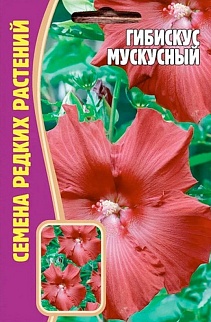 Гибискус Мускусный, 5 шт.