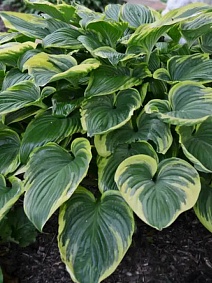 Хоста Финал Виктори, 1 шт.