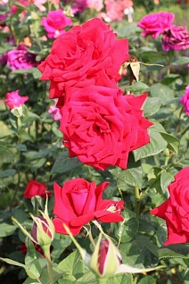 Роза чайно-гибридная Бургунд/ЦКор