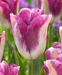 Тюльпан триумф Кьюриосити, 11/12, 1 шт.