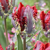 Тюльпан попугайный Рококо Дабл, 11/12, 1 шт.