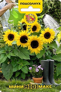 Подсолнух межвидовый гибрид Мини-Макс Миди F1, 5 шт. Биотехника