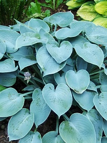 Хоста Блю Стилтон, 1 шт.