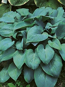 Хоста Фрагрант Блю,1 шт.