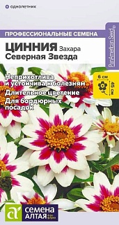 Цинния Захара Северная звезда, 6 шт. 