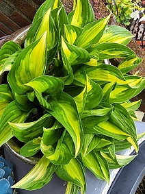 Хоста Лейксайд Литл Тафт, 1 шт.