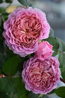 Роза Тантау чайно-гибридная Айсфогель/ЦКорЛюкс