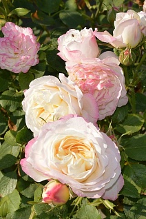 Роза флорибунда Андре Брише/ЦКор