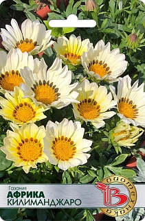 Газания Африка Килиманджаро, 7 шт. Биотехника