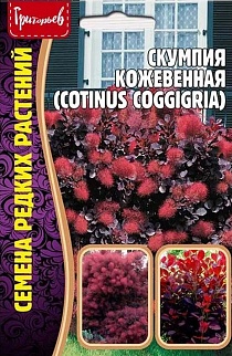 Скумпия кожевенная, 20 шт.