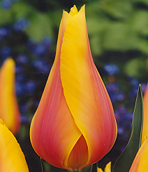 Тюльпан простой поздний Лонг Лейди, 11/12, 1 шт.