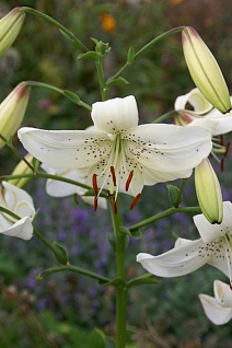 Лилия Уайт Твинкл, 12/14, 1 шт.