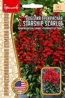 Лобелия Starship Scarlet (Звездолет Скарлет) прекрасная, 3 шт.