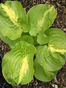 Хоста Манго Танго, 1 шт.