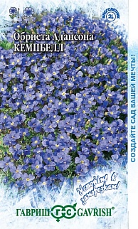 Обриета Адансона Кемпбелл, 0,05г. Устойчив к заморозкам.