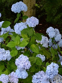 Гортензия крупнолистовая Со Лонг Эбони/ЦКорЛюкс