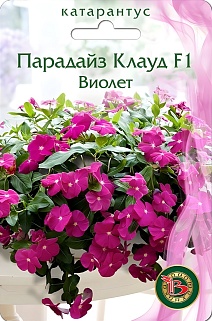 Катарантус Парадайс Клаут F1 Виолет, 5 шт.