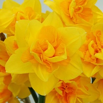 Нарцисс махровый Куинсдей, 12/14, 1 шт.