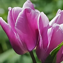 Тюльпан многоцветковый Пурпл Элеганс, 11/12, 1 шт.