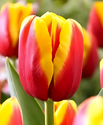 Тюльпан триумф Андре Ситроен, 12/+, 1 шт.