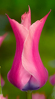 Тюльпан лилиецветный Йонина, 11/12, 1 шт.