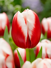 Тюльпан триумф Лин Ван Дер Марк, 12/+, 1 шт.