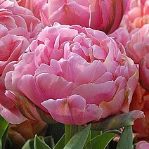 Тюльпан махровый поздний Бритт, 11/12, 1 шт.