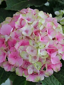 Гортензия крупнолистовая Рембрандт Ван Рийн/ЦКорЛюкс