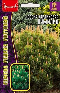 Сосна карликовая Пумилио, 10 шт.