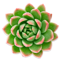 Молодило