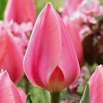 Тюльпан простой ранний Космополитен, 11/12, 1 шт.