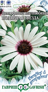 Диморфотека Полярная звезда, 0,2 г. Устойчив к заморозкам.