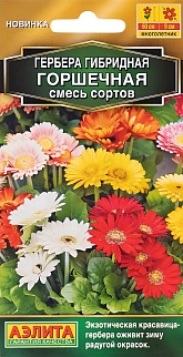 Гербера Горшечная, смесь сортов, 10 шт.