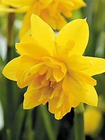 Нарцисс махровый многоцветковый Тет Букле, 12-14, 1 шт.