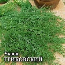 Укроп Грибовский, 100 г. Фермерское подворье.