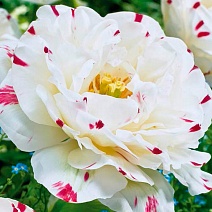 Тюльпан махровый поздний Дэнслайн, 11/12, 1 шт.