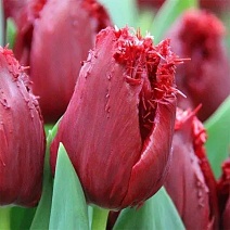 Тюльпан бахромчатый Мазда, 11/12, 1 шт. 