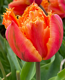 Тюльпан махровый бахромчатый Роял Сентениал, 11/12, 1 шт.