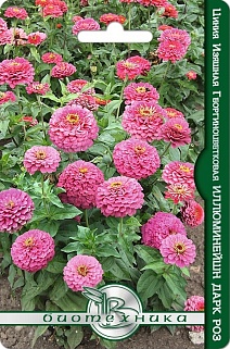 Цинния изящная георгиноцветковая Иллюминейшн Дарк Роз, 50 шт. Биотехника