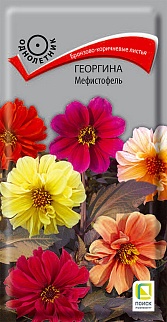 Георгина Мефистофель, 0,2 г