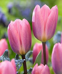 Тюльпан простой ранний Лайт Энд Дрим, 11/12, 1 шт.