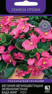 Бегония вечноцветущая зеленолистная Бада Бинг Роуз, 15 шт.