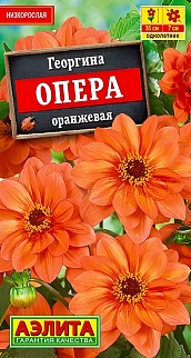 Георгина Опера оранжевая, 7 шт.