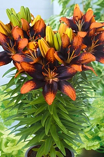 Лилия азиатская Тренди Лас Палмас, 10/12, 1 шт.