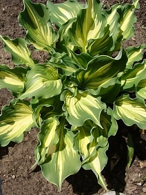 Хоста Пейсли Бордер, 1 шт.