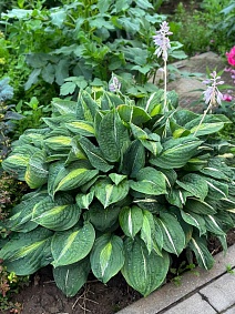 Хоста Стриптиз, 1 шт.